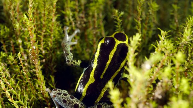 Variable Poison Frog (Ranitomeya variablis). On a patch of moss in the Ecuadorian Amazon.