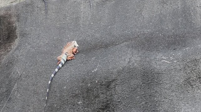 iguana climbing up wall of spanish fort in old san juan puerto rico (large lizard jumping rock on castillo san felipe del morro) animal wildlife