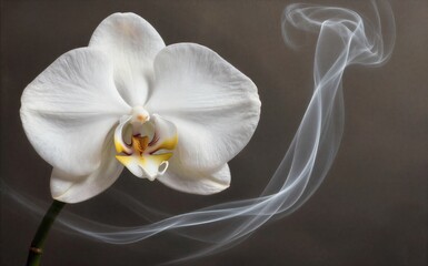 Obraz premium White orchid blooms softly beside swirling smoke against a dark
