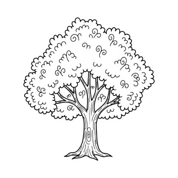 Illustrated deciduous tree with full leafy canopy and textured trunk.