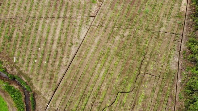 Aerial view of a Pitahaya plantation in the Ecuadorian Amazon.Pitahaya, Pitaya or Dragon Fruit is produced by a cactus native to tropical America. This species is the Yellow pitahaya 