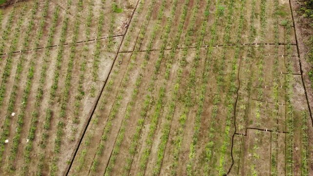 Aerial view of a Pitahaya plantation in the Ecuadorian Amazon.Pitahaya, Pitaya or Dragon Fruit is produced by a cactus native to tropical America. This species is the Yellow pitahaya 
