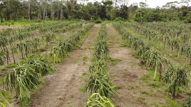 Aerial view of a Pitahaya plantation in the Ecuadorian Amazon.Pitahaya, Pitaya or Dragon Fruit is produced by a cactus native to tropical America. This species is the Yellow pitahaya 