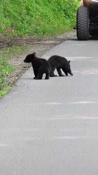 Too Close to Black Bear Cubs in National Parks