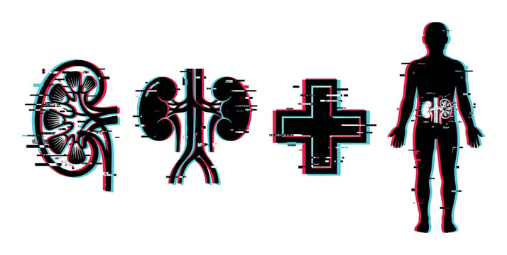 Kidney human anatomy medical illustration with digital glitch effect showing organ health and body systems for healthcare concepts.