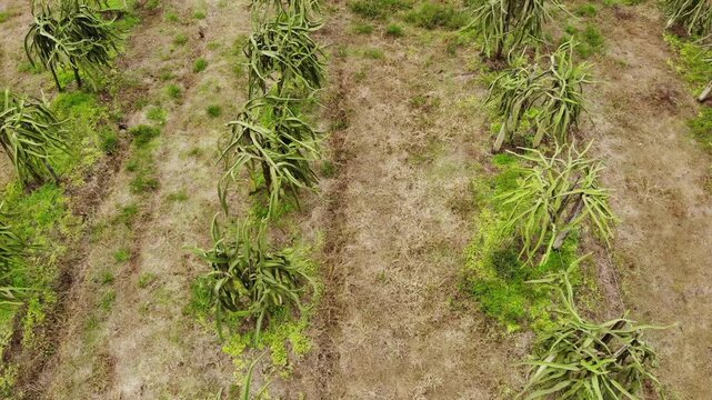 Aerial view of a Pitahaya plantation in the Ecuadorian Amazon.Pitahaya, Pitaya or Dragon Fruit is produced by a cactus native to tropical America. This species is the Yellow pitahaya 