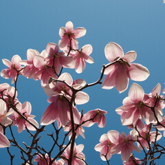 magnolias © Thao