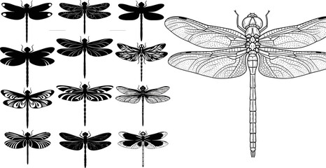 Detailed Black Silhouette and Engraved Dragonfly Species Collection in Multiple Styles Vector Illustration Set for Nature Design © MDShakhawat