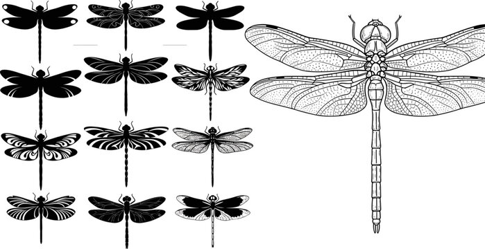 Detailed Black Silhouette and Engraved Dragonfly Species Collection in Multiple Styles Vector Illustration Set for Nature Design