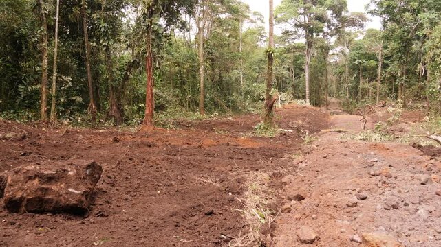 A new road under construction in pristine primary rainforest in Pastaza province, Ecuador, Roads provide an access route for colonists, environmental degradation and deforestation