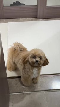 A small dog standing on a tiled floor in front of a white wall in a modern indoor setting video