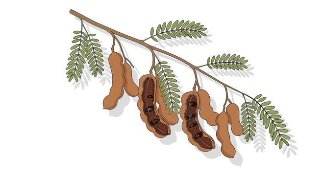 Tamarind Tree Branch with Pods and Leaves - Illustration