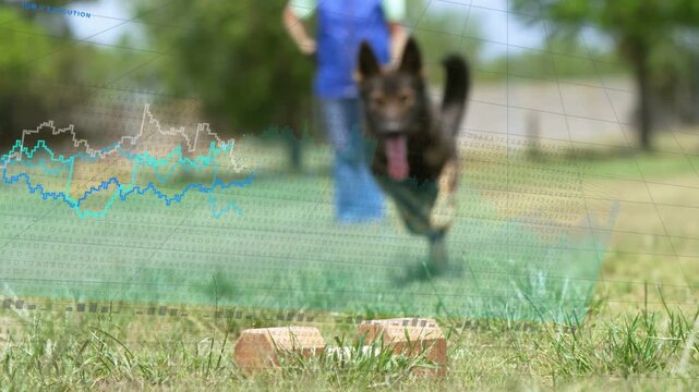 Handler walking forward, dog speeding, then slowing, inspecting bricks for scentwork with graphs