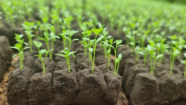 Young green plant seedlings grow. (1)