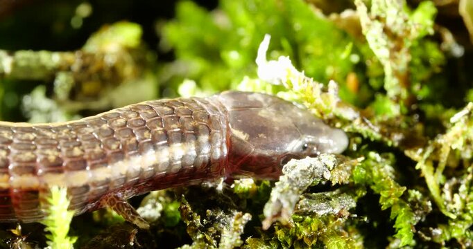 Stacy's Bachia (Bachia trinasale) A snake-like burrowing lizard with very reduced forelimbs and no hind limbs  found in the Ecuadorian Amazon