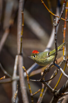 a male ruby-crowned kinglet during the breeding season in North America