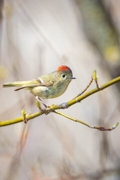 a male ruby-crowned kinglet during the breeding season in North America
