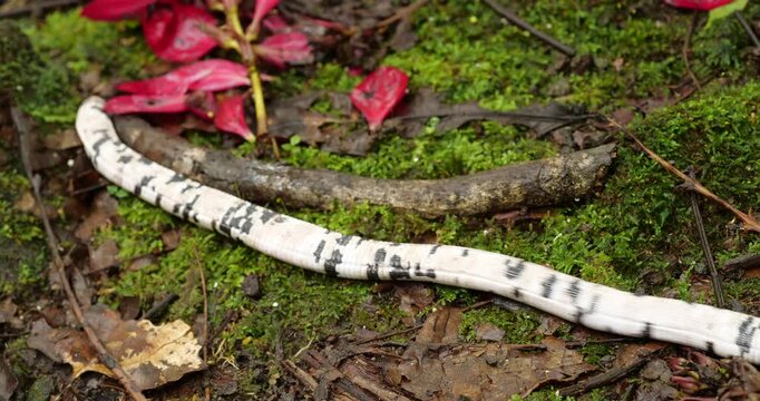 Speckled Worm-Lizard (Amphisbaena bassleri), a unique reptile neither lizard nor snake, lives underground where it feeds on invertebrates. Pastaza  province, Ecuador