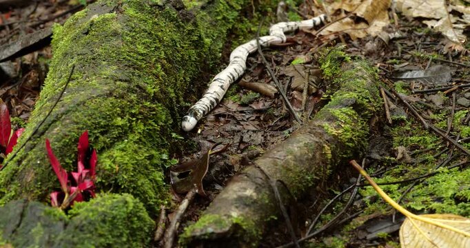Speckled Worm-Lizard (Amphisbaena bassleri), a unique reptile neither lizard nor snake, lives underground where it feeds on invertebrates. Pastaza  province, Ecuador