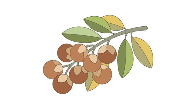 Soapnut Sapindus Rarak Mukorossi Natural Detergent Herbal Vector Illustration