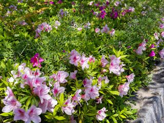 Obraz premium 花壇に咲いたツツジの花