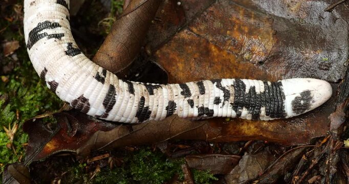 Speckled Worm-Lizard (Amphisbaena bassleri), a unique reptile neither lizard nor snake, lives underground where it feeds on invertebrates. Pastaza  province, Ecuador