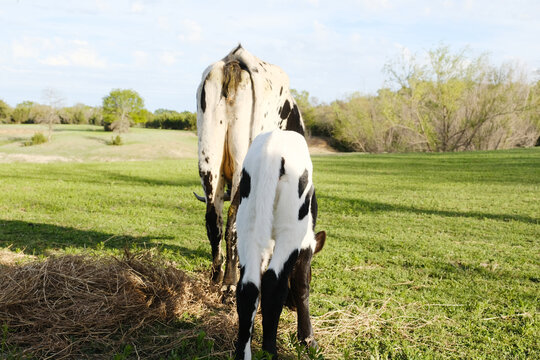 Calf with cow closeup in Texas field during spring season.