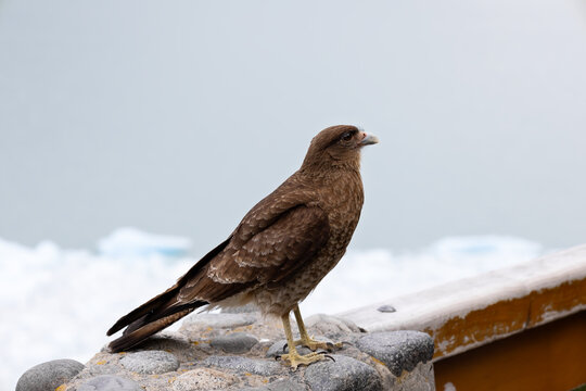 Brown Chimango Caracara bird of prey perched against the blurred background of the Perito Moreno Glacier. Eye-level side view. Patagonia wildlife, travel and eco-tourism concept