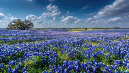 Obraz premium Vast bluebonnet field under a dramatic sky with a lone tree