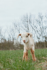 Obraz premium Goat kid stands in a grassy field, outdoors under bright sky, embodying a simple rural lifestyle, curious, cute, and calm as sunlight warms white fur and brown accents.