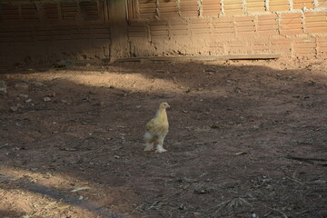 Galo amarelo da raça Brahma com um pintinho. © Silvana