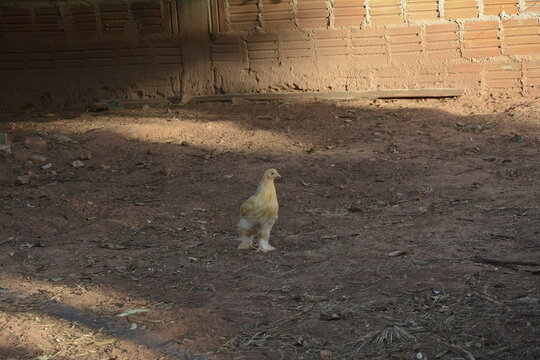Galo amarelo da ra&ccedil;a Brahma com um pintinho.