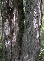 Obraz premium Two tree trunks side by side in forest