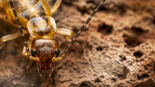 macro termite insect on wood, close up pest detail, termite on damaged timber, wood eating insect, infestation concept, brown insect macro, nature pest, extreme closeup texture.