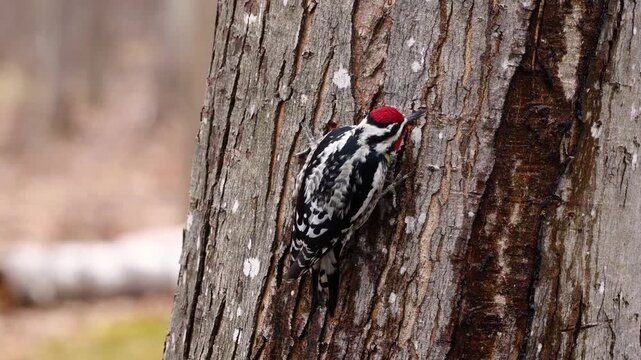 Yellow-bellied sapsucker feeding on sap from silver maple tree