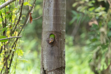Obraz premium Lineated barbet bird tree trunk nest chick forest nature wildlife green brown hollow cavity parenting lineated barbet bird feed chick inside nest tree trunk cavity amid green forest nature