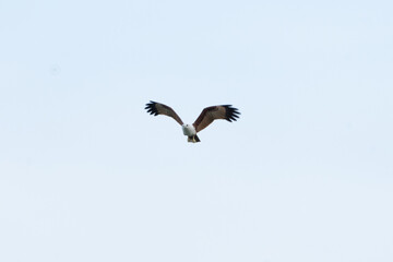 Obraz premium Bird eagle raptor sky flying wings wildlife nature freedom outdoors Bird eagle raptor sky flying wings wildlife nature freedom outdoors soaring alone clear pale blue sky graceful flight minimal