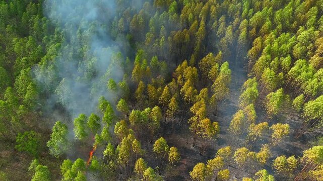 Aerial drone view of wildfire sweeping through eucalyptus plantation with flames and dense smoke highlights global warming, climate change, drought conditions, and escalating wildfire disasters. 4k.
