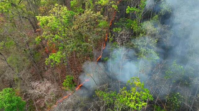 Drone view of forest fire burning through tropical vegetation symbolizes global warming pressure, prolonged heat, environmental stress, and climate-driven wildfire escalation worldwide. Thailand. 4k.
