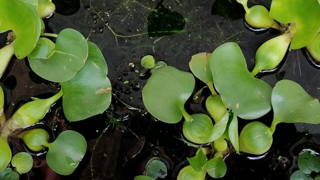 Water hyacinth (Eichhornia crassipes) floats on water. It is an aquatic weed with ecological and economic value, particularly as a bioremediation agent for absorbing heavy metal waste