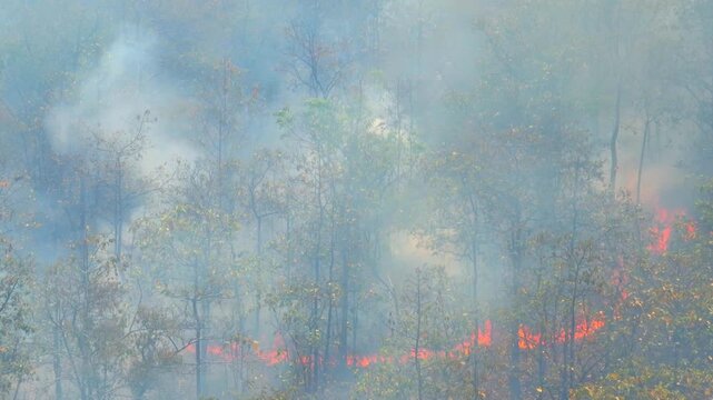 Aerial drone view of wildfire spreading through tropical forest with flames and smoke highlights global warming, climate change-driven drought, biodiversity loss, and escalating wildfire risks. 4k.
