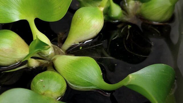 The swollen petioles of water hyacinth (Eichhornia crassipes) containing aerenchyma function as natural floats to keep the plant floating on the surface of the air	