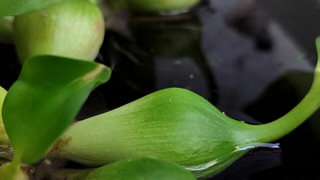 The swollen petioles of water hyacinth (Eichhornia crassipes) containing aerenchyma function as natural floats to keep the plant floating on the surface of the air