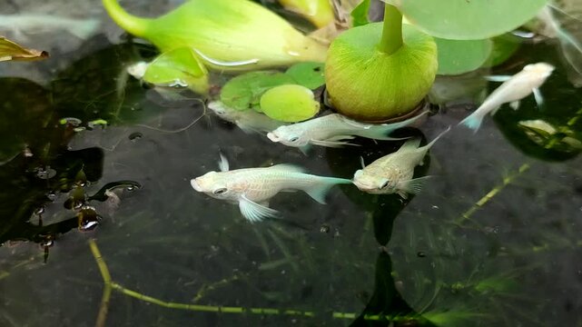 White platinum molly fish swim gracefully among the lush aquatic plants in the pond	
