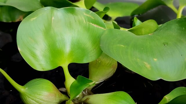 Water hyacinth (Eichhornia crassipes) floats on water. It is an aquatic weed with ecological and economic value, particularly as a bioremediation agent for absorbing heavy metal waste.
