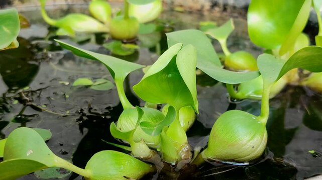 Water hyacinth (Eichhornia crassipes) floats on water. It is an aquatic weed with ecological and economic value, particularly as a bioremediation agent for absorbing heavy metal waste.	