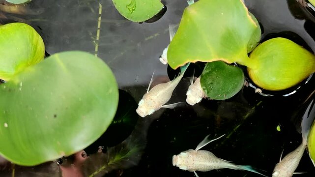 White platinum molly fish swim gracefully among the lush aquatic plants in the pond	