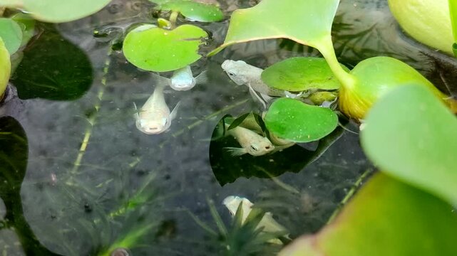 White platinum molly fish swim gracefully among the lush aquatic plants in the pond	