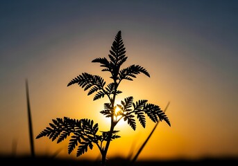 Obraz premium Silhouette of a wild plant against a golden sunset sky