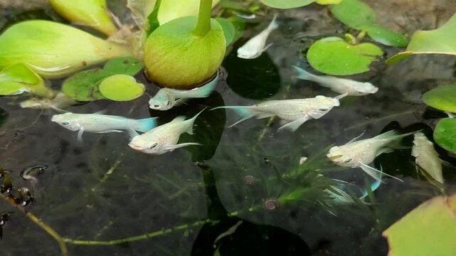 White platinum molly fish swim gracefully among the lush aquatic plants in the pond	